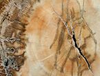 Beautiful Araucaria Petrified Wood Slab - x #6768-1
